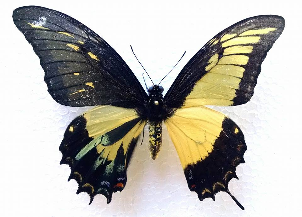 Papilio androgeus epidaurus (mosaic gynandromorph) [Internet image property of respective owner, non commercial use only]